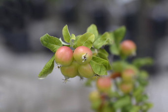 蟹苹果金大黄蜂