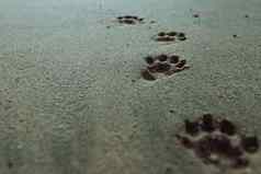 狗的足迹沙子海滩复制空间