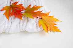 秋天作文色彩斑斓的叶子白色针织围巾秋天概念平布局前视图复制空间