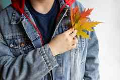 美丽的五彩缤纷的秋天枫木叶子手女人牛仔布夹克