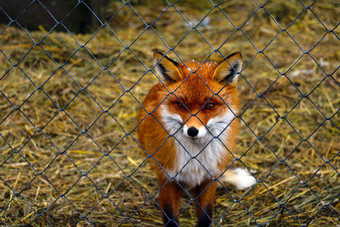 美丽的红色的狐狸笼子里康复中心野生动物<strong>动物保护</strong>