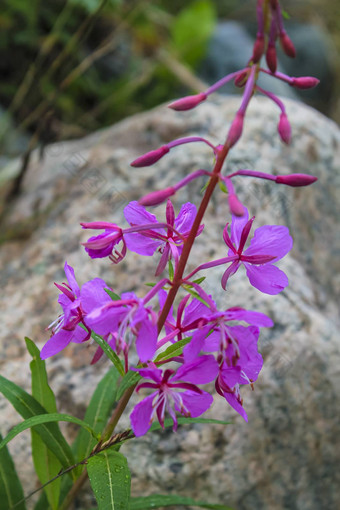 夹竹桃willowherb美丽的粉红色的花夏天草地hemsedal挪威