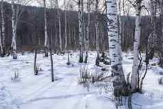 树森林雪地面冬天