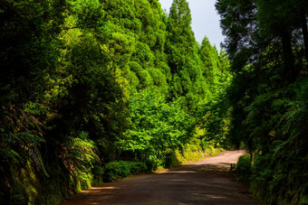 路径azorean森林