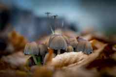 蘑菇日益增长的草有毒的蘑菇