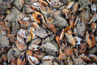 集团海螺出售新鲜的海鲜市场