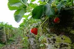草莓水果分支草莓农场