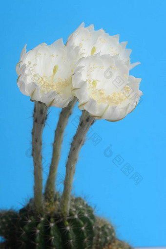盛开的白色棘球蚴钙氯仙人掌花蓝色的背景