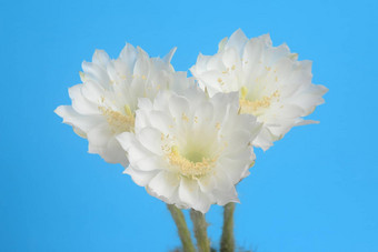美丽的棘球蚴钙氯仙人掌花白色心形状的形式