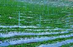 草莓园艺灌溉系统技术浇水花园