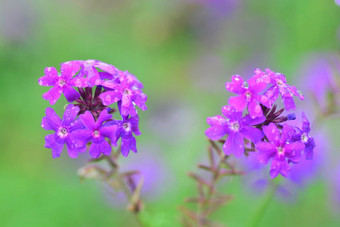 盛开的紫色的<strong>马鞭草</strong>属花