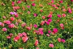 软焦点常见的马齿苋Verdolaga苋大猪草pusley马齿苋属的植物花