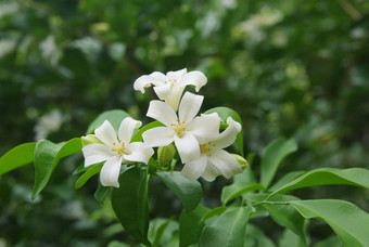 安达曼缎木查内斯盒子树化妆品树皮树橙色茉莉花橙色茉莉香水缎木