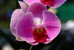 精致的朱红色粉红色的花蝴蝶 兰兰花植物