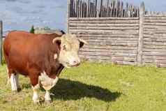 牛象征星座标志金牛座大牛环鼻子站在庄严地郁郁葱葱的夏天草地木栅栏牛奶牛放牧绿色草地景观水平