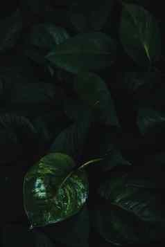 黑暗喜怒无常的图像绿色叶子黑暗语气照片