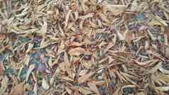 干棕色（的）新鲜的绿色叶子地板上秋天季节