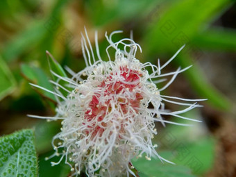 含羞草多余的被称为敏感的<strong>植物</strong>困了<strong>植物</strong>行动<strong>植物</strong>高傲的人羞耻<strong>植物</strong>僵尸<strong>植物</strong>害羞的含羞草赫贝敏感的草羞愧布什羞愧脸羞愧夫人