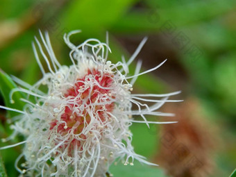 含羞草多余的被称为敏感的<strong>植物</strong>困了<strong>植物</strong>行动<strong>植物</strong>高傲的人羞耻<strong>植物</strong>僵尸<strong>植物</strong>害羞的含羞草赫贝敏感的草羞愧布什羞愧脸羞愧夫人