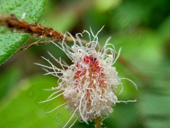 含羞草多余的被称为敏感的<strong>植物</strong>困了<strong>植物</strong>行动<strong>植物</strong>高傲的人羞耻<strong>植物僵尸植物</strong>害羞的含羞草赫贝敏感的草羞愧布什羞愧脸羞愧夫人