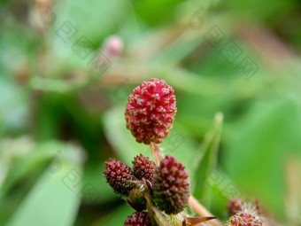 含<strong>羞</strong>草多余的被称为敏感的植物困了植物行动植物高傲的人<strong>羞</strong>耻植物僵尸植物害<strong>羞</strong>的含<strong>羞</strong>草赫贝敏感的草<strong>羞</strong>愧布什<strong>羞</strong>愧脸<strong>羞</strong>愧夫人