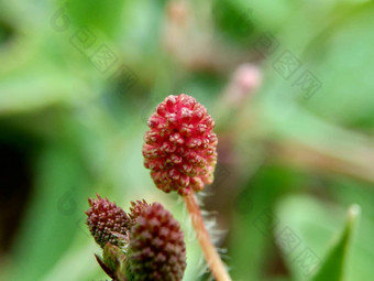 含<strong>羞</strong>草多余的被称为敏感的植物困了植物行动植物高傲的人<strong>羞</strong>耻植物僵尸植物害<strong>羞</strong>的含<strong>羞</strong>草赫贝敏感的草<strong>羞</strong>愧布什<strong>羞</strong>愧脸<strong>羞</strong>愧夫人