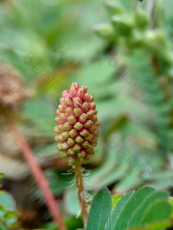 含羞草多余的被称为敏感的<strong>植物</strong>困了<strong>植物</strong>行动<strong>植物</strong>高傲的人羞耻<strong>植物</strong>僵尸<strong>植物</strong>害羞的含羞草赫贝敏感的草羞愧布什羞愧脸羞愧夫人