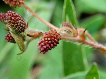 含羞草多余的被称为敏感的<strong>植物</strong>困了<strong>植物</strong>行动<strong>植物</strong>高傲的人羞耻<strong>植物僵尸植物</strong>害羞的含羞草赫贝敏感的草羞愧布什羞愧脸羞愧夫人