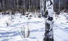 树冬天雪地面森林软阳光
