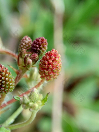 含羞草多余的被称为敏感的<strong>植物</strong>困了<strong>植物</strong>行动<strong>植物</strong>高傲的人羞耻<strong>植物</strong>僵尸<strong>植物</strong>害羞的含羞草赫贝敏感的草羞愧布什羞愧脸羞愧夫人