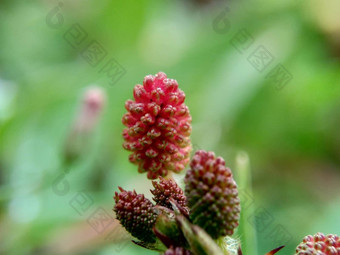 含羞草多余的被称为敏感的<strong>植物</strong>困了<strong>植物</strong>行动<strong>植物</strong>高傲的人羞耻<strong>植物僵尸植物</strong>害羞的含羞草赫贝敏感的草羞愧布什羞愧脸羞愧夫人