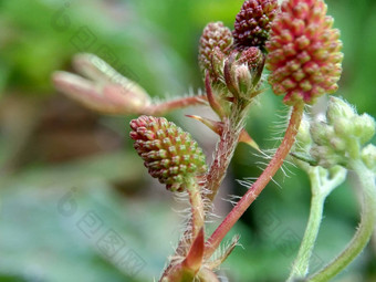 含羞草多余的被称为敏感的<strong>植物</strong>困了<strong>植物</strong>行动<strong>植物</strong>高傲的人羞耻<strong>植物</strong>僵尸<strong>植物</strong>害羞的含羞草赫贝敏感的草羞愧布什羞愧脸羞愧夫人