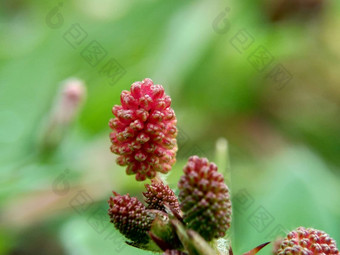 含<strong>羞</strong>草多余的被称为敏感的植物困了植物行动植物高傲的人<strong>羞</strong>耻植物僵尸植物害<strong>羞</strong>的含<strong>羞</strong>草赫贝敏感的草<strong>羞</strong>愧布什<strong>羞</strong>愧脸<strong>羞</strong>愧夫人