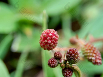 含羞草多余的被称为敏感的<strong>植物</strong>困了<strong>植物</strong>行动<strong>植物</strong>高傲的人羞耻<strong>植物</strong>僵尸<strong>植物</strong>害羞的含羞草赫贝敏感的草羞愧布什羞愧脸羞愧夫人