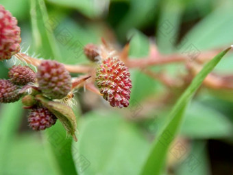 含<strong>羞</strong>草多余的被称为敏感的植物困了植物行动植物高傲的人<strong>羞</strong>耻植物僵尸植物害<strong>羞</strong>的含<strong>羞</strong>草赫贝敏感的草<strong>羞</strong>愧布什<strong>羞</strong>愧脸<strong>羞</strong>愧夫人