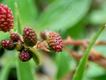 含羞草多余的被称为敏感的<strong>植物</strong>困了<strong>植物</strong>行动<strong>植物</strong>高傲的人羞耻<strong>植物僵尸植物</strong>害羞的含羞草赫贝敏感的草羞愧布什羞愧脸羞愧夫人