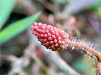 含羞草多余的被称为敏感的<strong>植物</strong>困了<strong>植物</strong>行动<strong>植物</strong>高傲的人羞耻<strong>植物</strong>僵尸<strong>植物</strong>害羞的含羞草赫贝敏感的草羞愧布什羞愧脸羞愧夫人