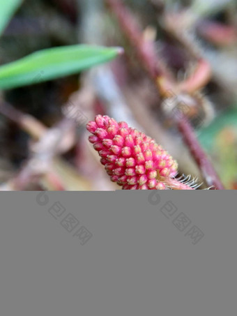 含羞草多余的被称为敏感的植物困了植物行<strong>动植物</strong>高傲的人羞耻植物僵尸植物害羞的含羞草赫贝敏感的草羞愧布什羞愧脸羞愧夫人