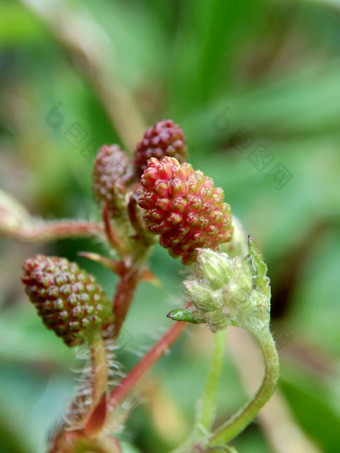 含羞草多余的被称为<strong>敏感</strong>的植物困了植物行动植物高傲的人羞耻植物僵尸植物害羞的含羞草赫贝<strong>敏感</strong>的草羞愧布什羞愧脸羞愧夫人