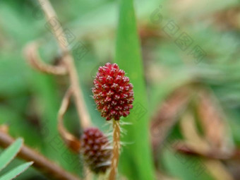 含羞草多余的被称为敏感的<strong>植物</strong>困了<strong>植物</strong>行动<strong>植物</strong>高傲的人羞耻<strong>植物</strong>僵尸<strong>植物</strong>害羞的含羞草赫贝敏感的草羞愧布什羞愧脸羞愧夫人