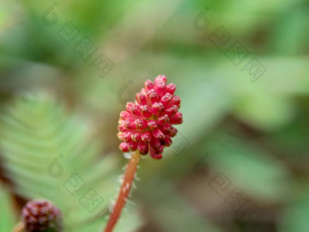 含羞草多余的被称为敏感的<strong>植物</strong>困了<strong>植物</strong>行动<strong>植物</strong>高傲的人羞耻<strong>植物</strong>僵尸<strong>植物</strong>害羞的含羞草赫贝敏感的草羞愧布什羞愧脸羞愧夫人