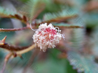 含羞草多余的被称为敏感的<strong>植物</strong>困了<strong>植物</strong>行动<strong>植物</strong>高傲的人羞耻<strong>植物</strong>僵尸<strong>植物</strong>害羞的含羞草赫贝敏感的草羞愧布什羞愧脸羞愧夫人