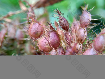 含羞草多余的被称为敏感的<strong>植物</strong>困了<strong>植物</strong>行动<strong>植物</strong>高傲的人羞耻<strong>植物</strong>僵尸<strong>植物</strong>害羞的含羞草赫贝敏感的草羞愧布什羞愧脸羞愧夫人