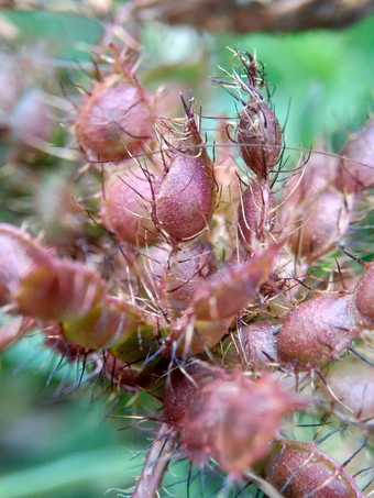 含羞草多余的被称为敏感的<strong>植物</strong>困了<strong>植物</strong>行动<strong>植物</strong>高傲的人羞耻<strong>植物僵尸植物</strong>害羞的含羞草赫贝敏感的草羞愧布什羞愧脸羞愧夫人