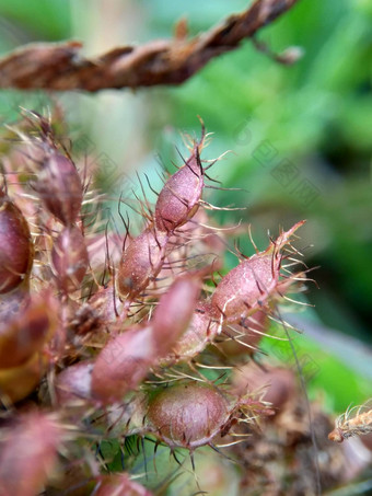 含羞草多余的被称为敏感的<strong>植物</strong>困了<strong>植物</strong>行动<strong>植物</strong>高傲的人羞耻<strong>植物</strong>僵尸<strong>植物</strong>害羞的含羞草赫贝敏感的草羞愧布什羞愧脸羞愧夫人