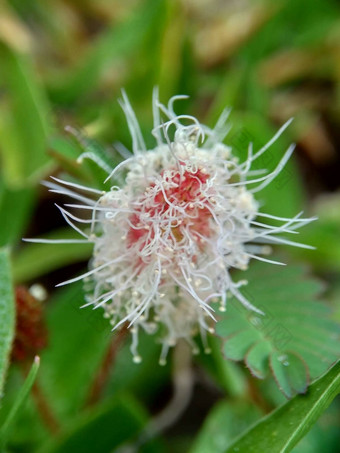 含羞草多余的被称为敏感的<strong>植物</strong>困了<strong>植物</strong>行动<strong>植物</strong>高傲的人羞耻<strong>植物</strong>僵尸<strong>植物</strong>害羞的含羞草赫贝敏感的草羞愧布什羞愧脸羞愧夫人