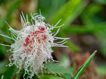 含羞草多余的被称为敏感的<strong>植物</strong>困了<strong>植物</strong>行动<strong>植物</strong>高傲的人羞耻<strong>植物</strong>僵尸<strong>植物</strong>害羞的含羞草赫贝敏感的草羞愧布什羞愧脸羞愧夫人