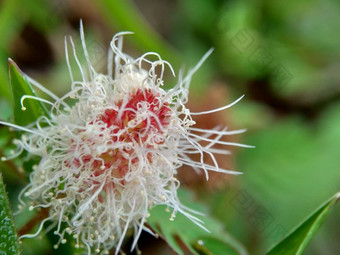 含羞草多余的被称为敏感的<strong>植物</strong>困了<strong>植物</strong>行动<strong>植物</strong>高傲的人羞耻<strong>植物</strong>僵尸<strong>植物</strong>害羞的含羞草赫贝敏感的草羞愧布什羞愧脸羞愧夫人