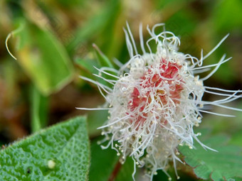 含羞草多余的被称为敏感的<strong>植物</strong>困了<strong>植物</strong>行动<strong>植物</strong>高傲的人羞耻<strong>植物僵尸植物</strong>害羞的含羞草赫贝敏感的草羞愧布什羞愧脸羞愧夫人