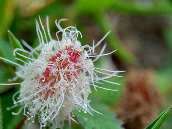 含羞草多余的被称为敏感的<strong>植物</strong>困了<strong>植物</strong>行动<strong>植物</strong>高傲的人羞耻<strong>植物</strong>僵尸<strong>植物</strong>害羞的含羞草赫贝敏感的草羞愧布什羞愧脸羞愧夫人